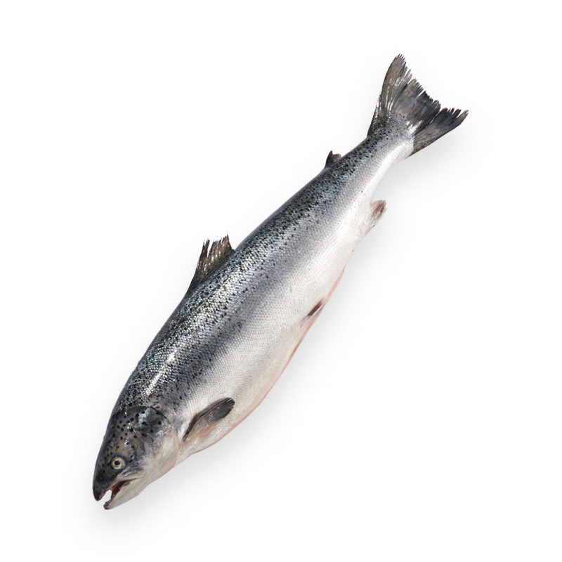 Lachs