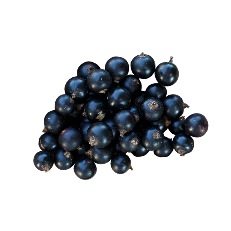 TK-Johannisbeeren-schwarz-Cassis