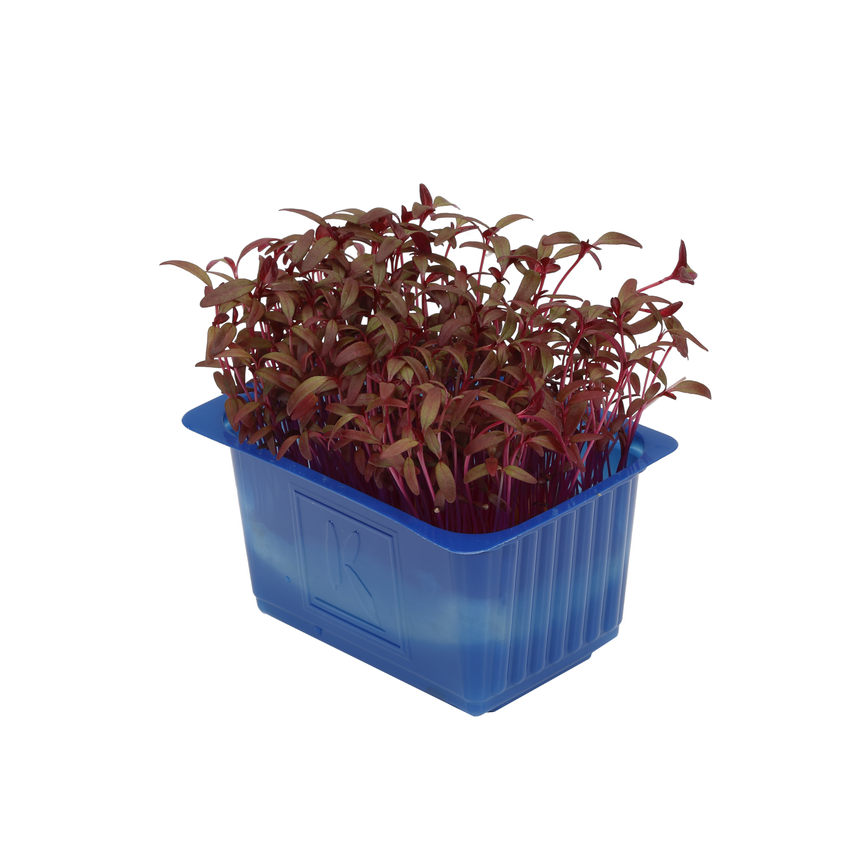 Scarlet Cess "Koppert Cress"