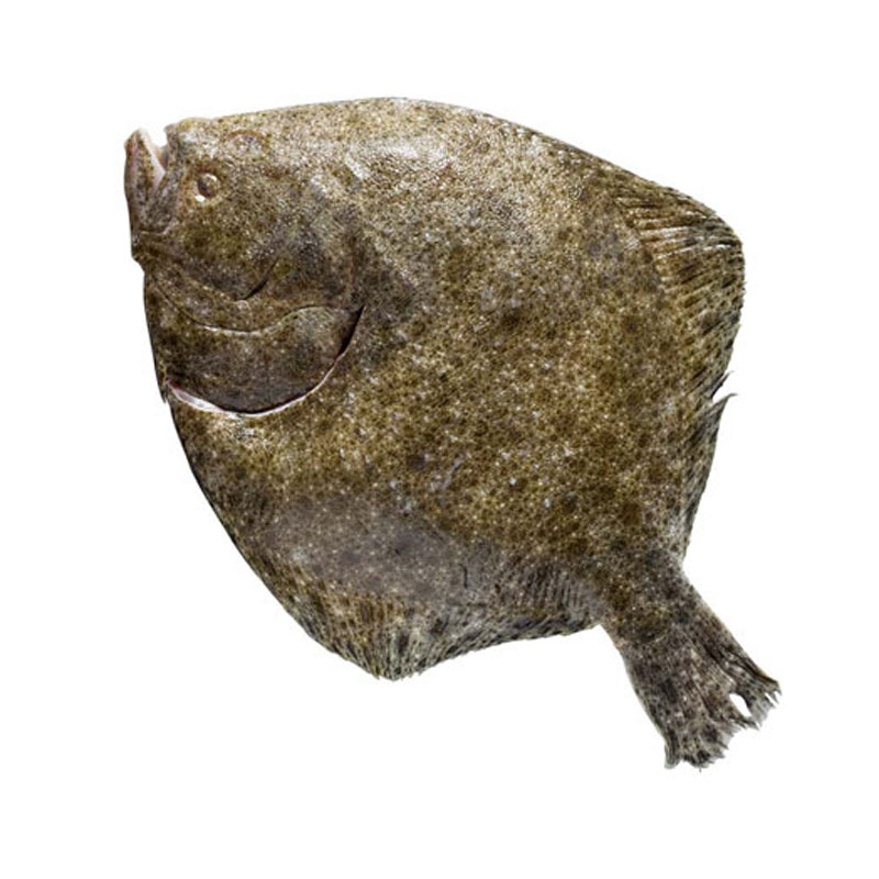 Steinbutt
