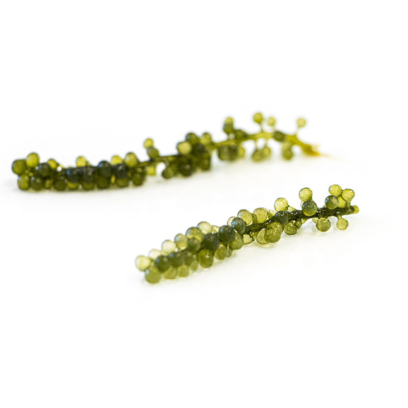 Moai Caviar Meerestrauben