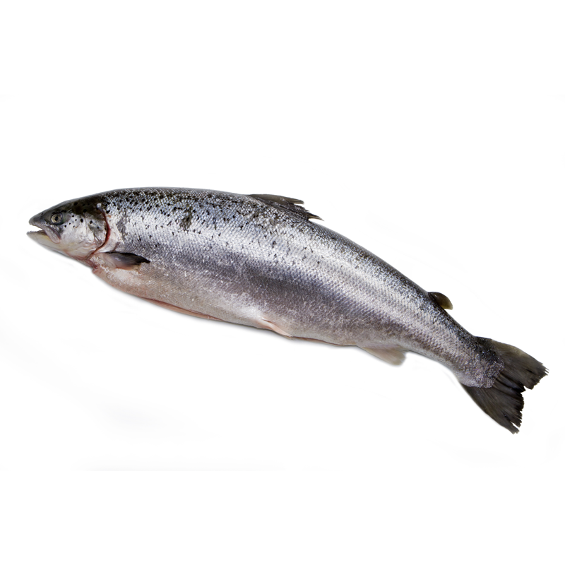 Fjord-Lachsforelle-AD-
