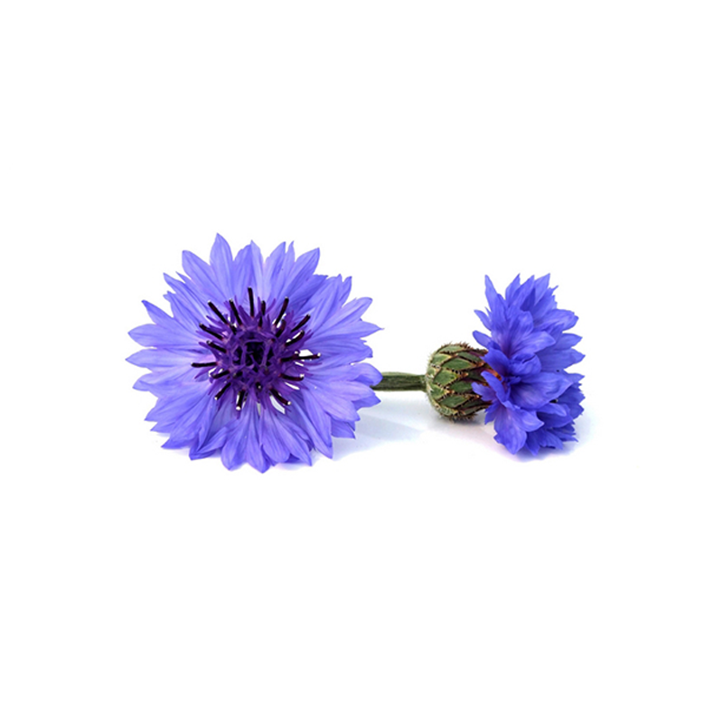 Kornblumen-blau