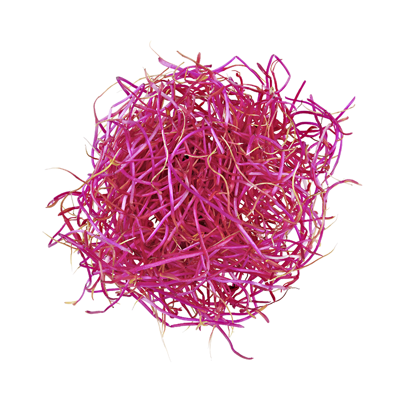 Randensprossen-MD-