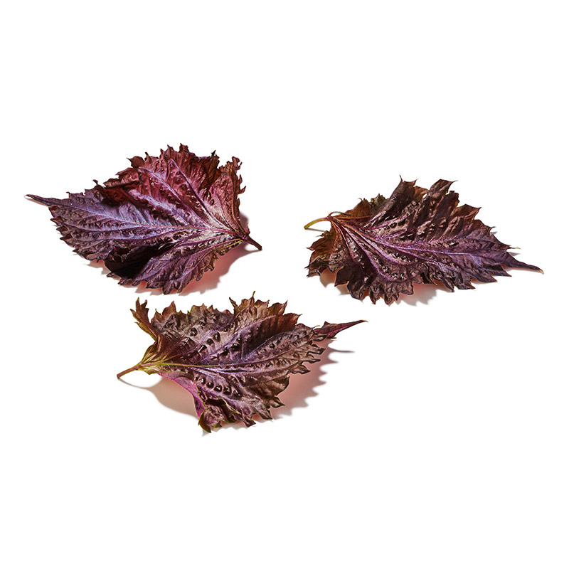Shiso feuilles rouges