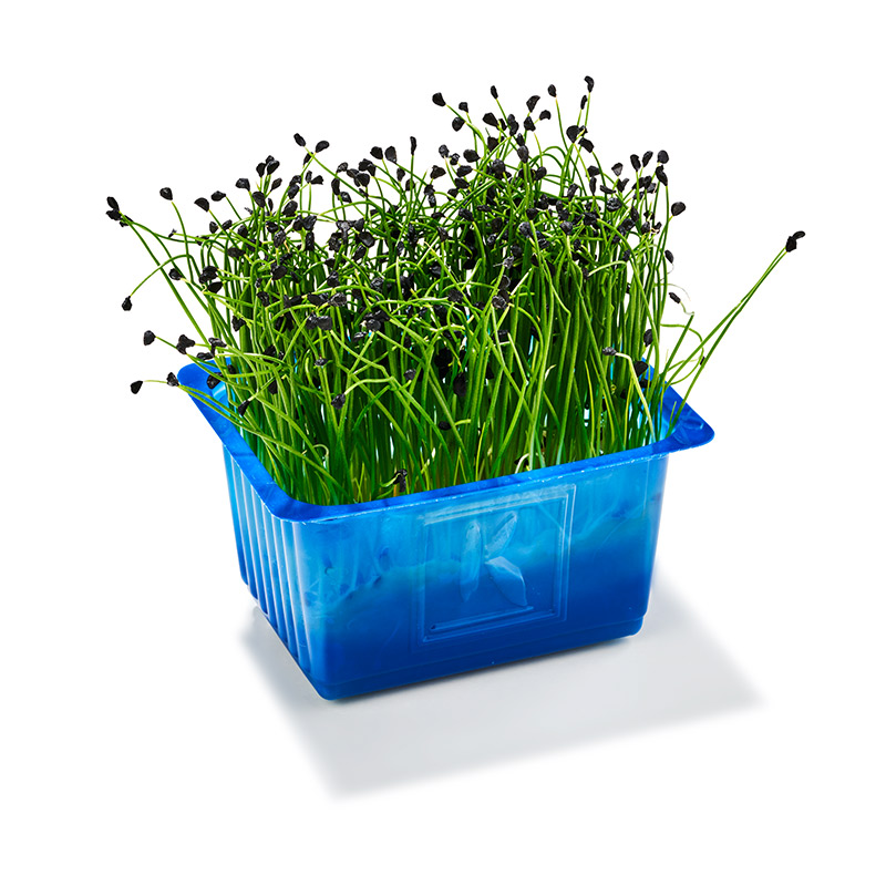 Koppert Rock Chives® -  Knoblauchkresse