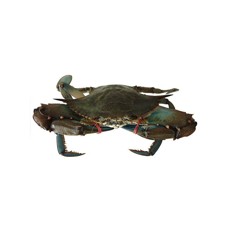 Crabes vert