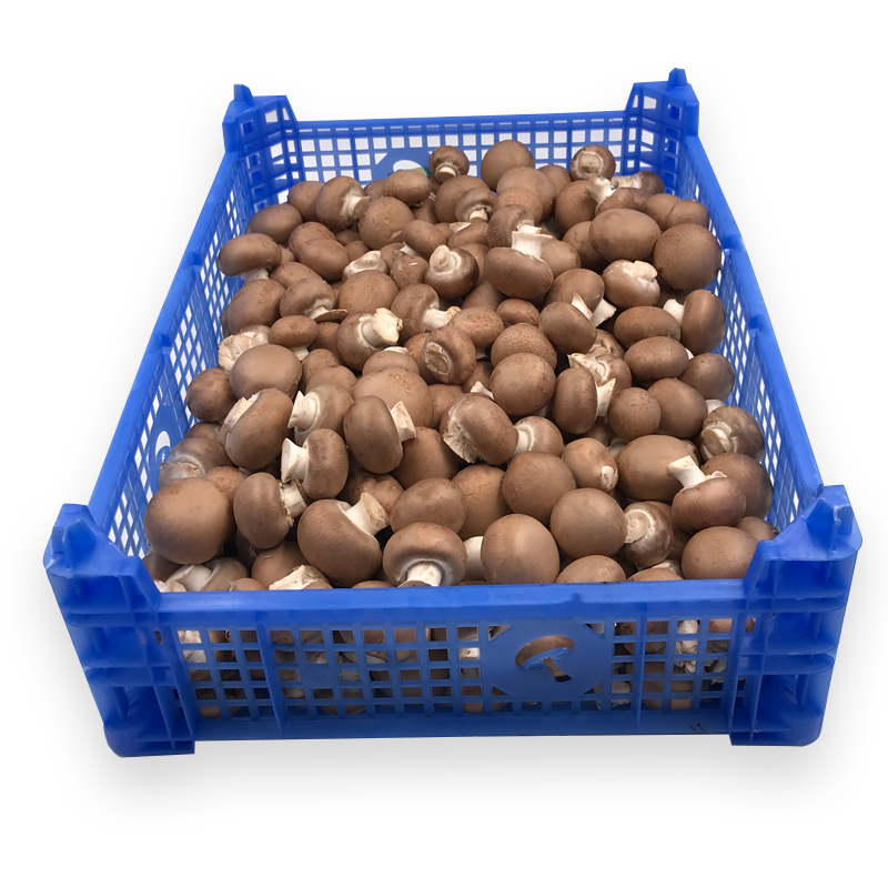 Champignons braun 3kgKi EU