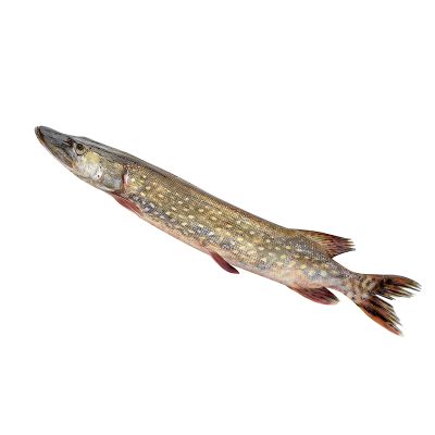 Brochet von vidé