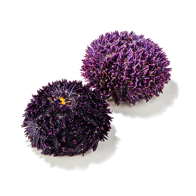 Seeigel violets
