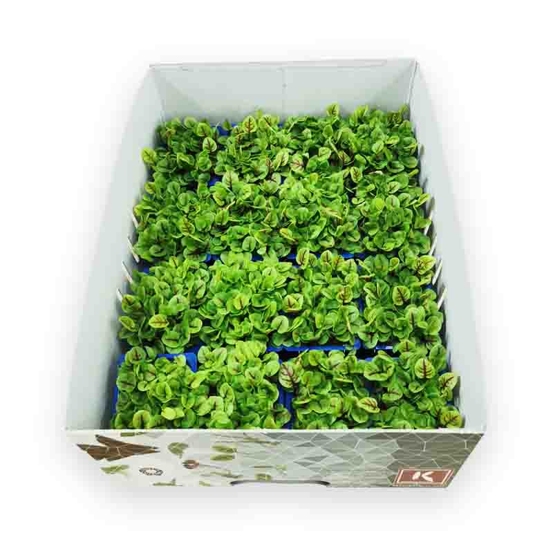 Koppert Vene Cress 16SchCrt   Blutampfer