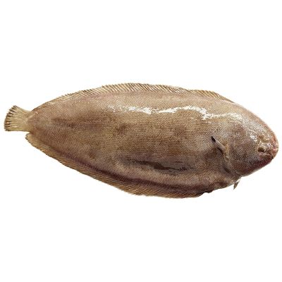 Soles d'élevage Senegalis