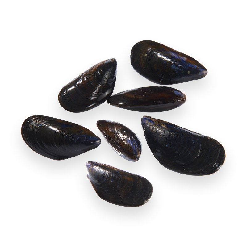 Moules Bouchot Normandie