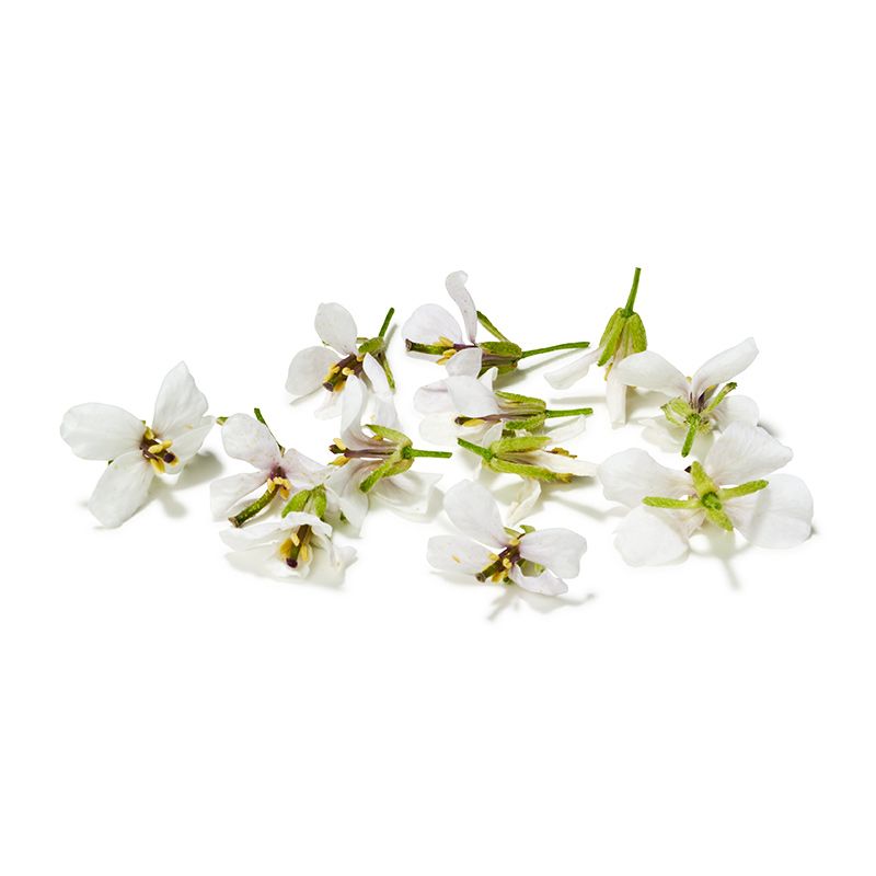 Wasabirucola Blüten