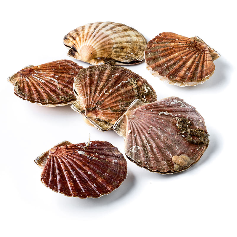 scallop-