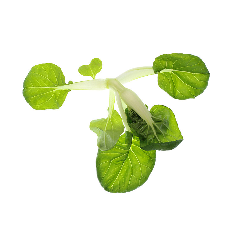 Pak Choi sauvage