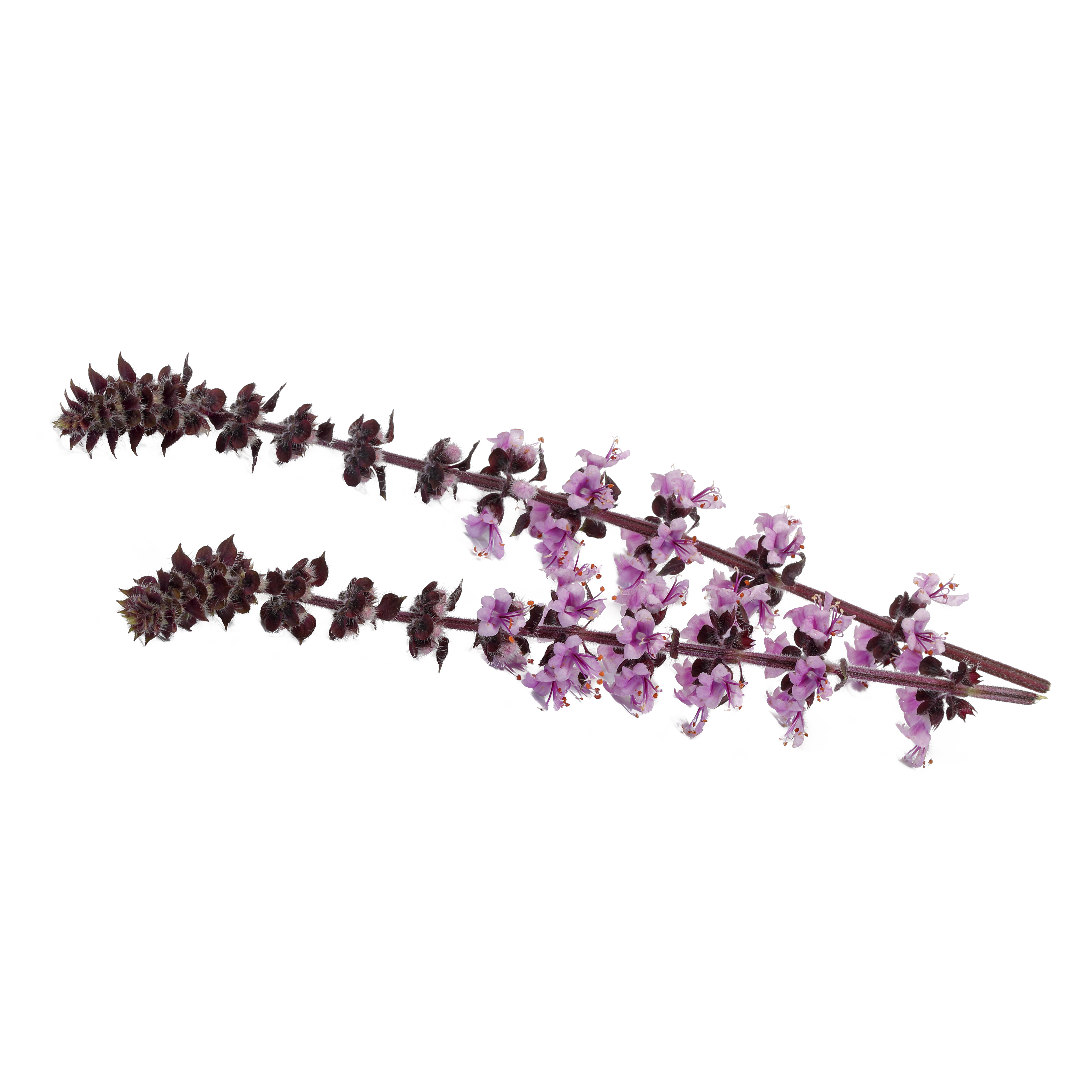 Zallotti Blossom "Koppert Cress"