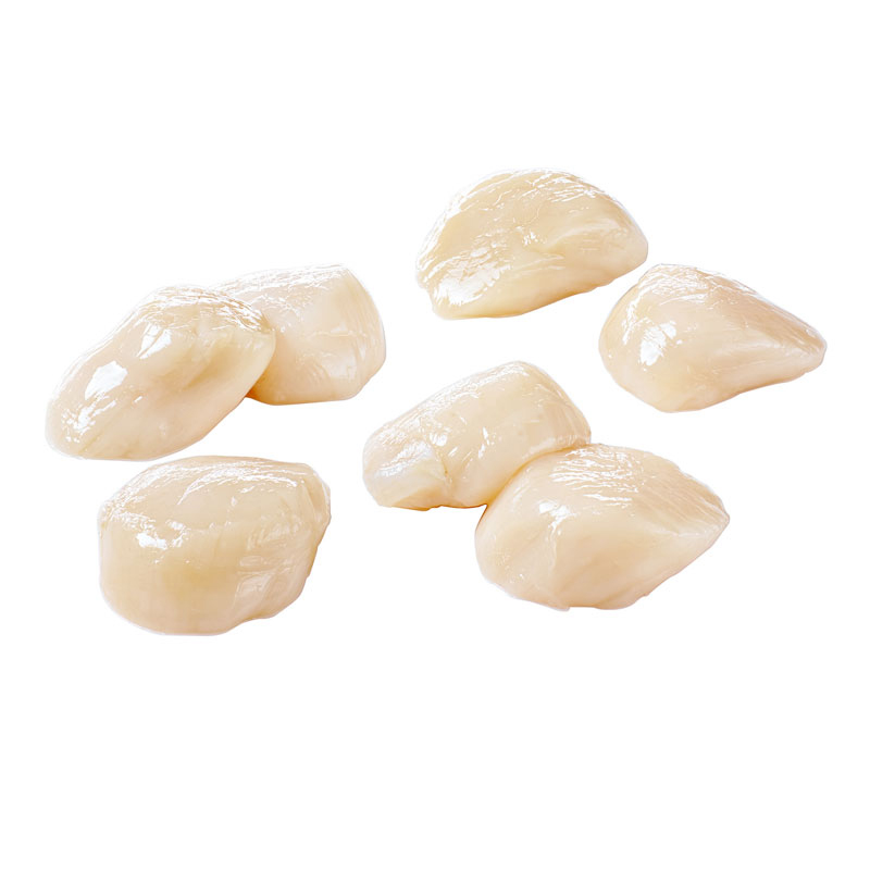 Kammmuscheln-