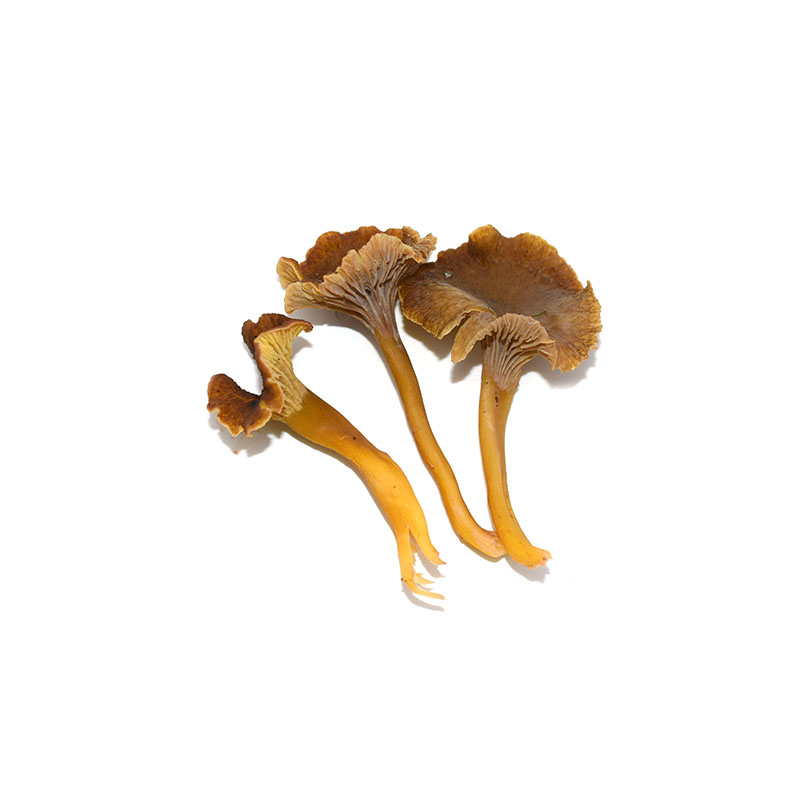 Chanterelles grises