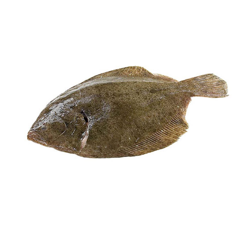 Glattbutt