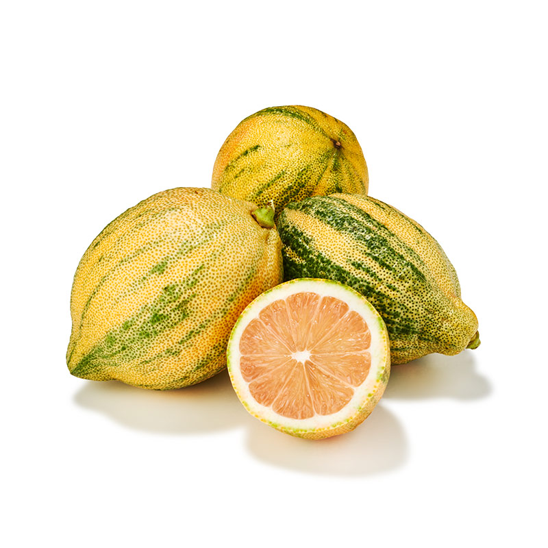 Tiger Lemon  gestreift