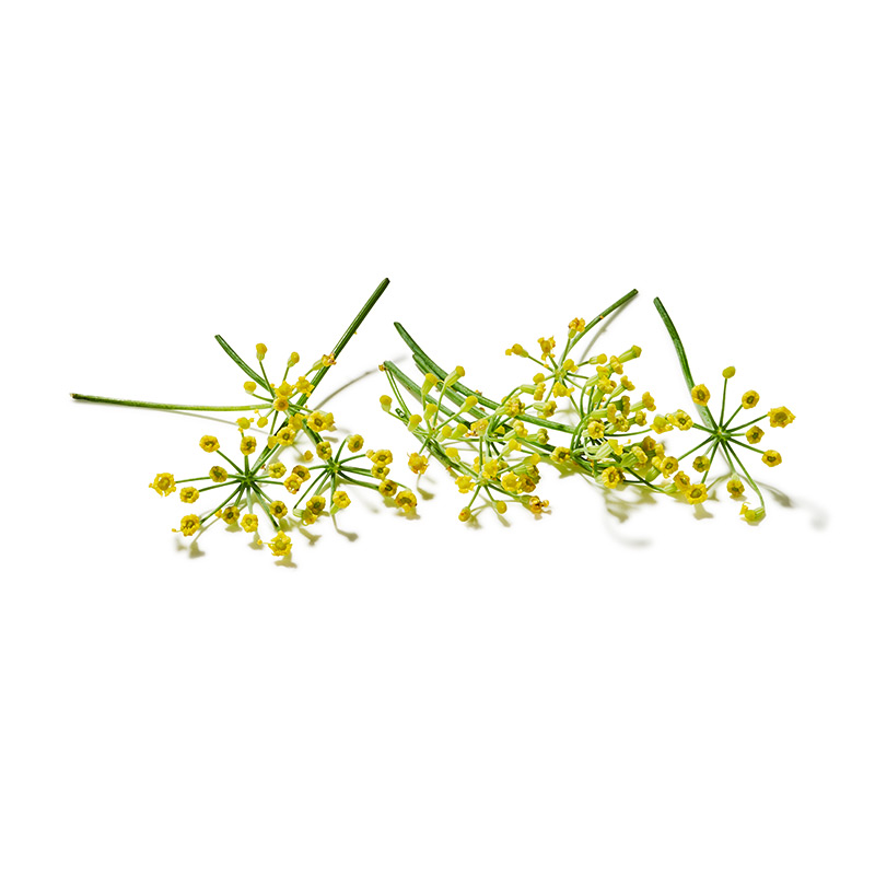 Fleurs de fenouil jaunes "PUUR Groenten"