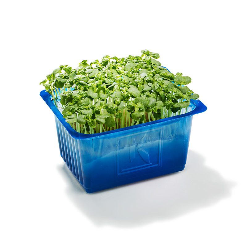 Shiso Kresse grün "Koppert Cress "