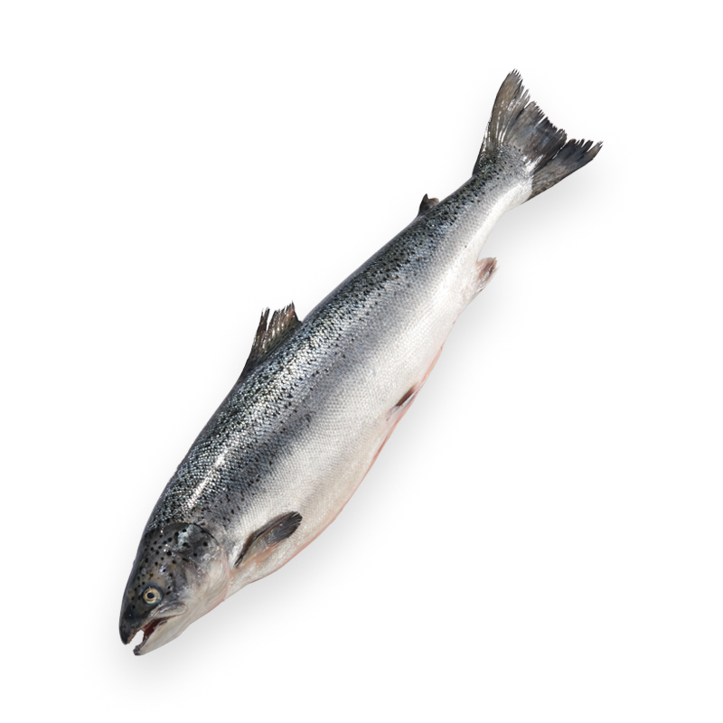 Lachs 4-5kgStk Label Rouge GB
