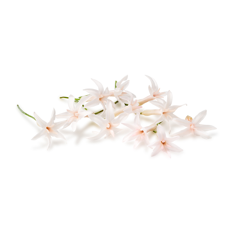 Fleurs d'ail blanches