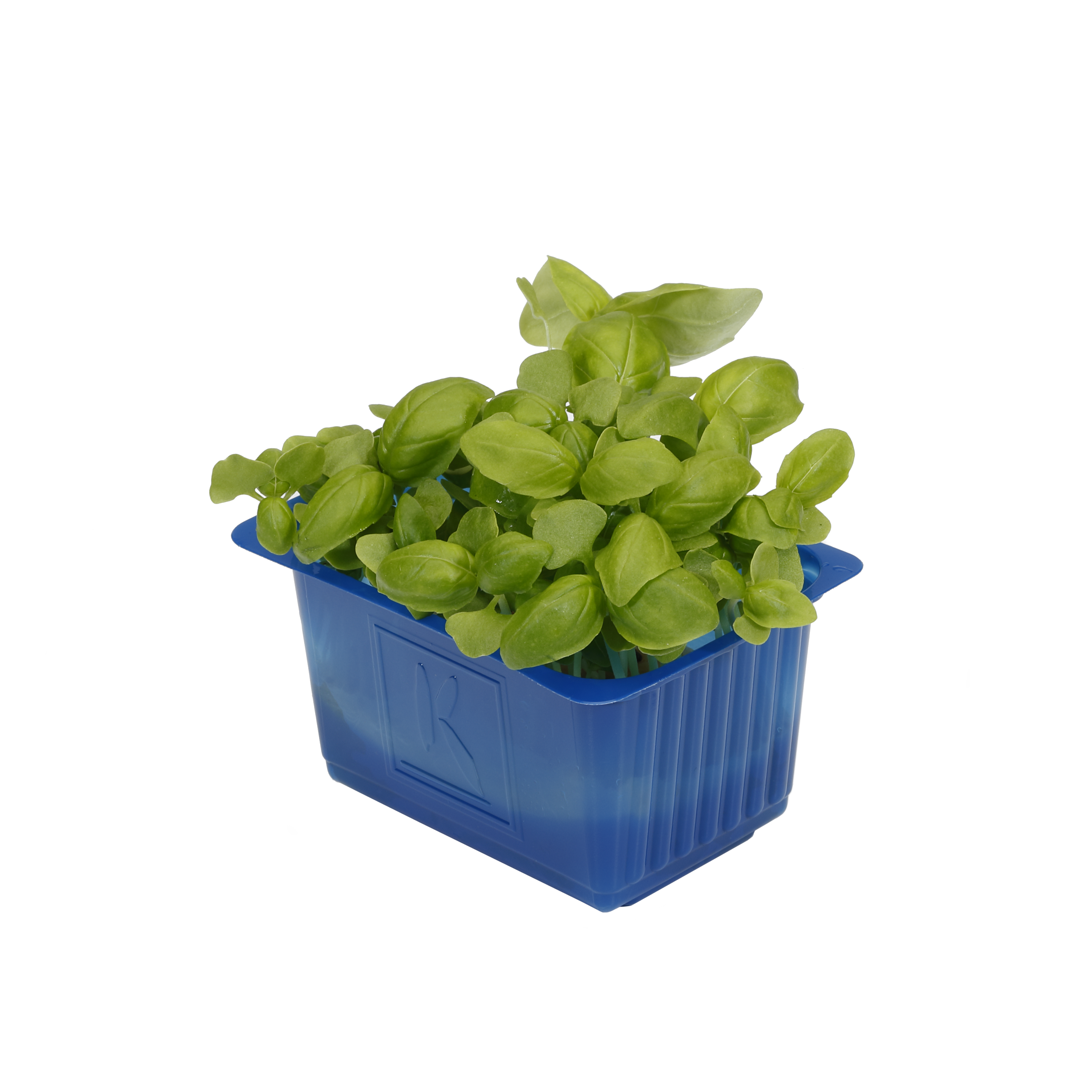 Basilikum Cress "Koppert Cress"