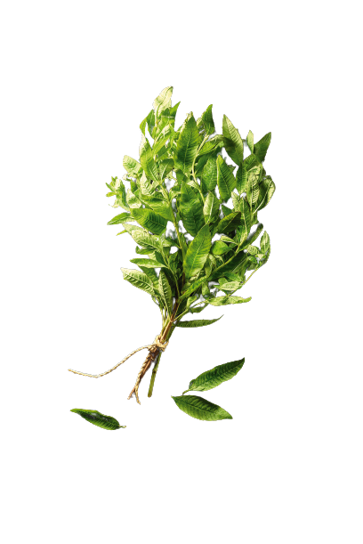 Verveine (Zitronenverveine)