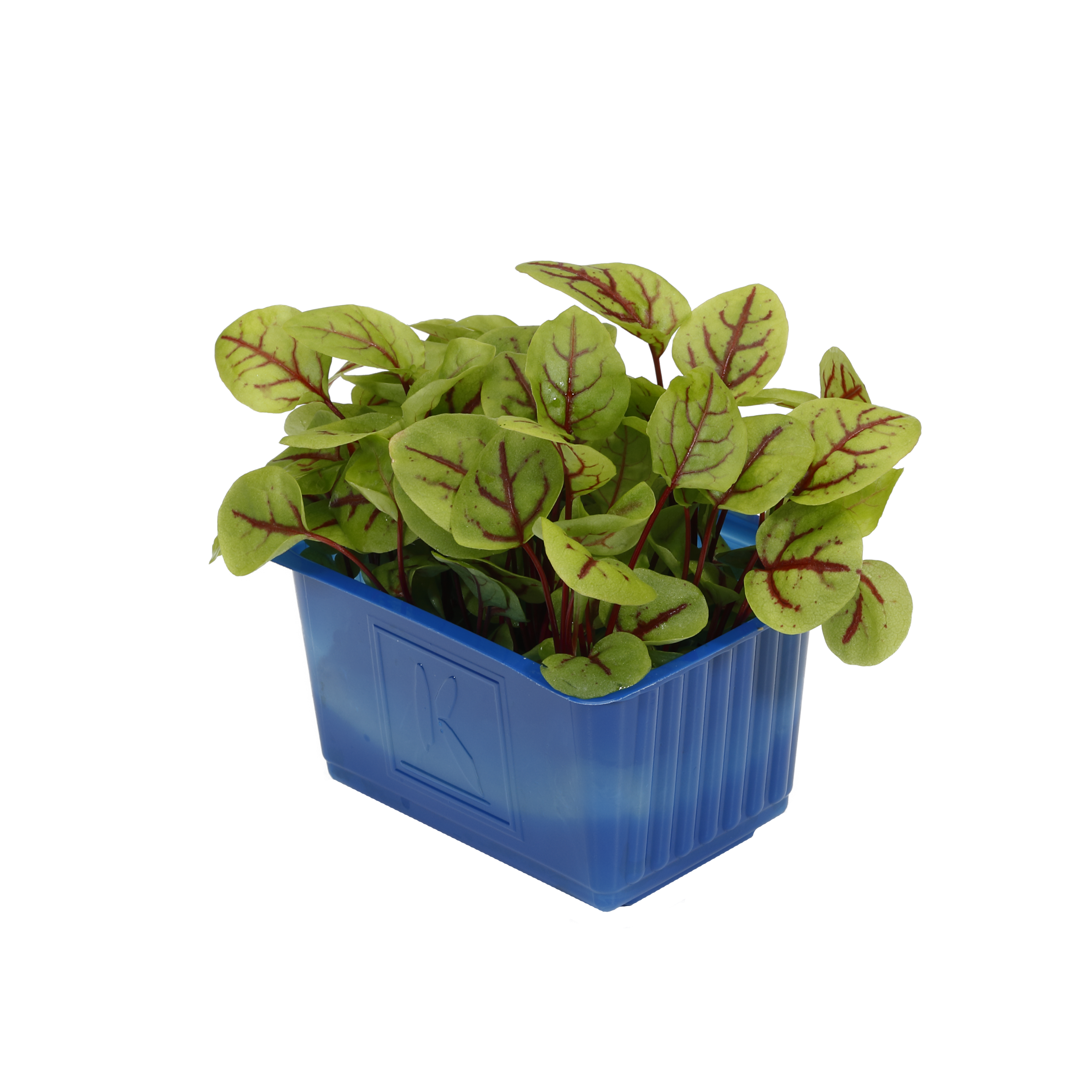 Koppert Vene Cress -  Blutampfer