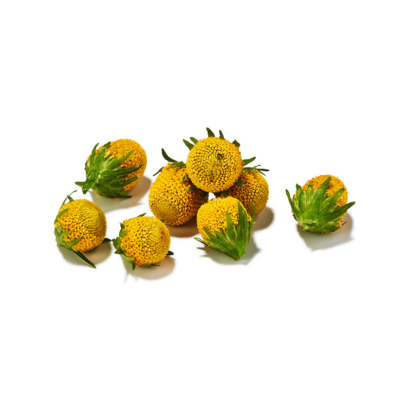 Sechuan Buttons "Koppert Cress"