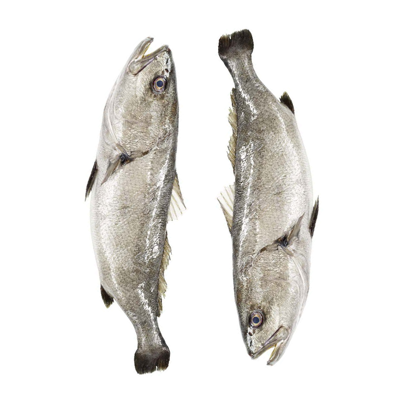 Adlerfisch-Bocca-d-oro-ligne
