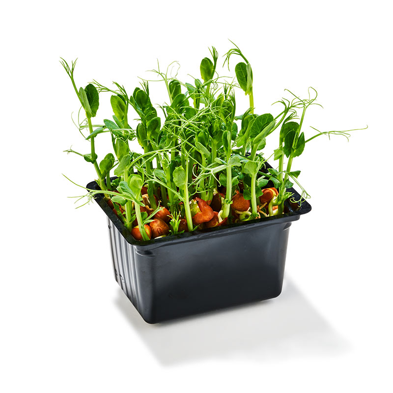 Cresson de pois / Snow pea cress