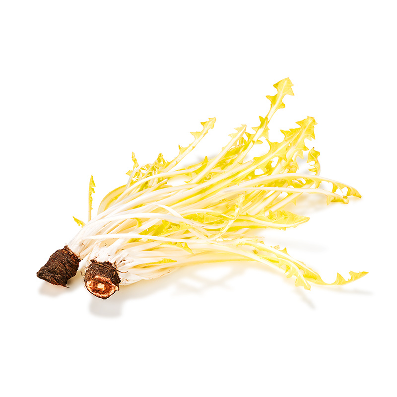 Dent de lion blanc/jaune