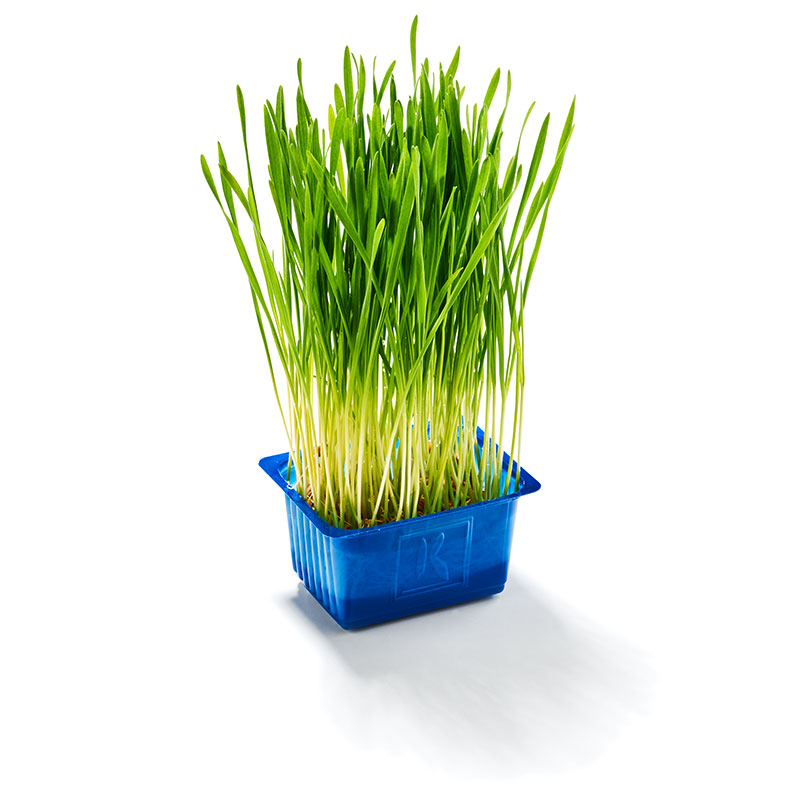 Wheat Grass "Koppert Cress"