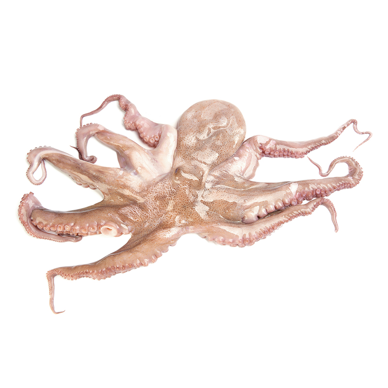 TK Pulpo 1-2kg Portugal