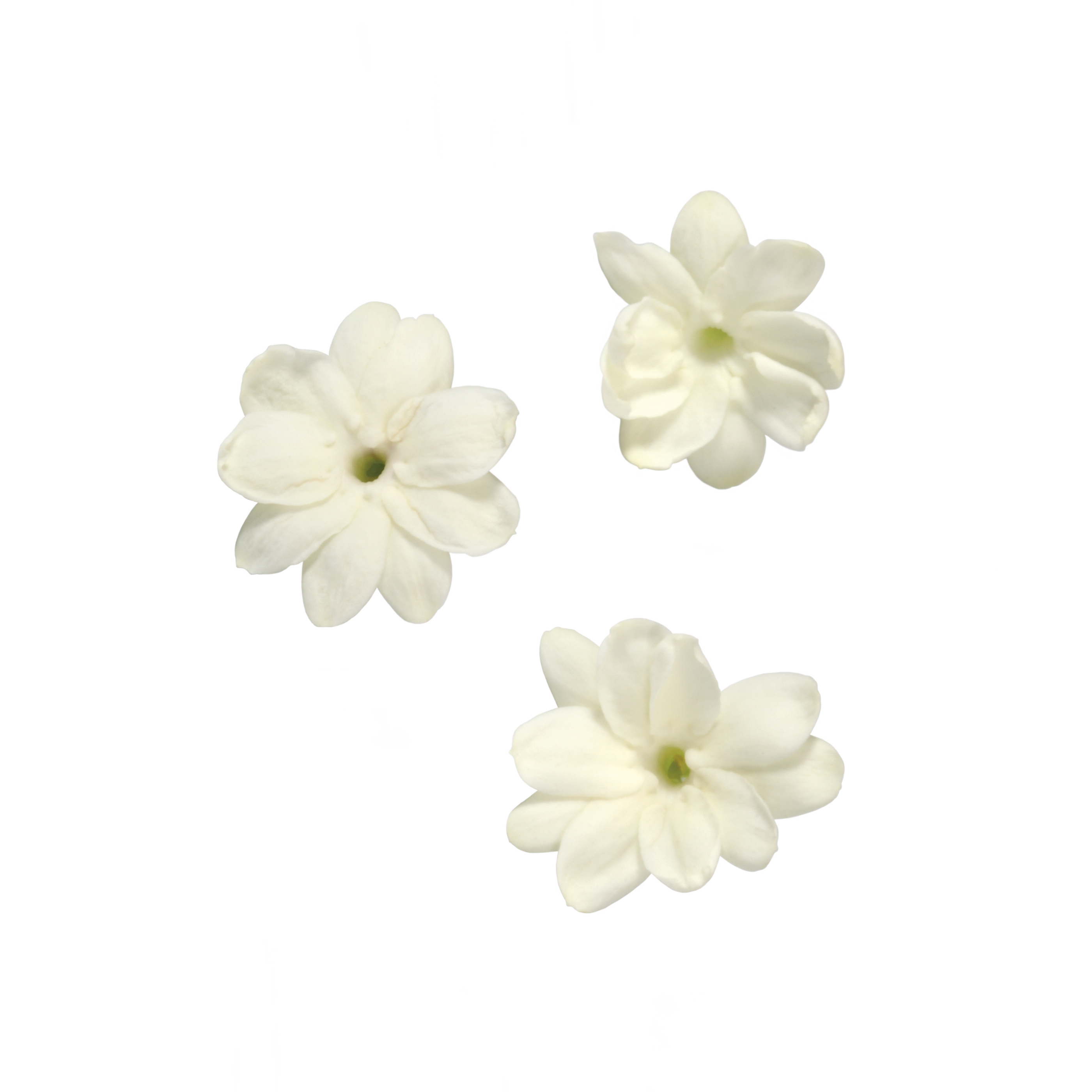 Jasmine Blossom "Koppert Cress"