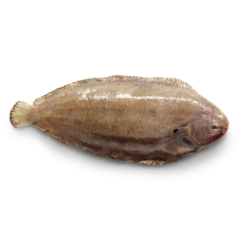 Seezunge-MD