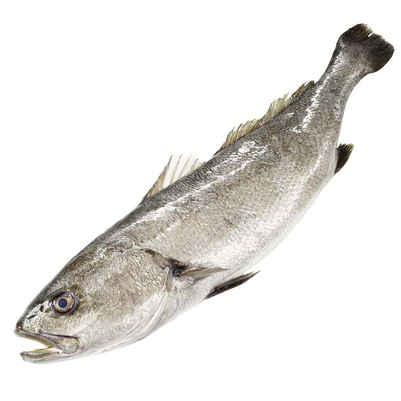 Adlerfisch Bocca d'oro ligne "Wildfang"