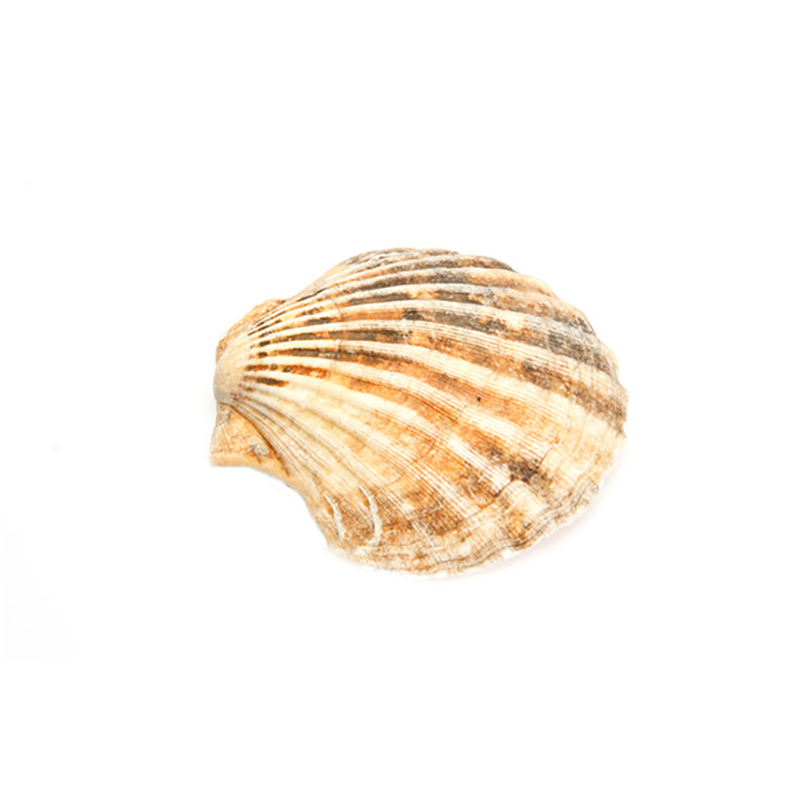 Jakobsmuschelschalen leer
