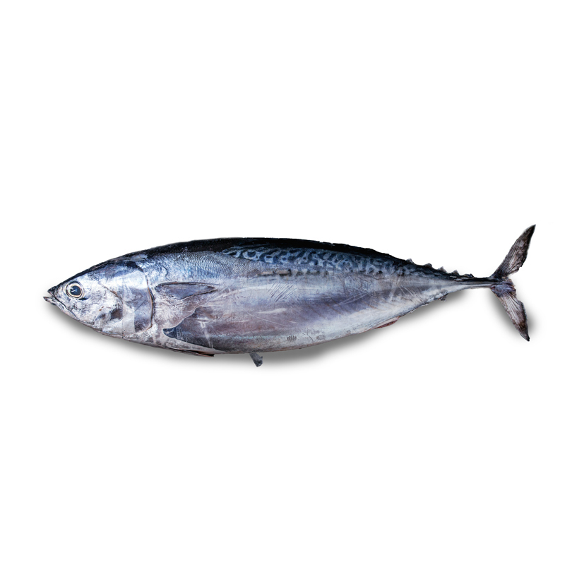 Thunfisch-weiss-MD-