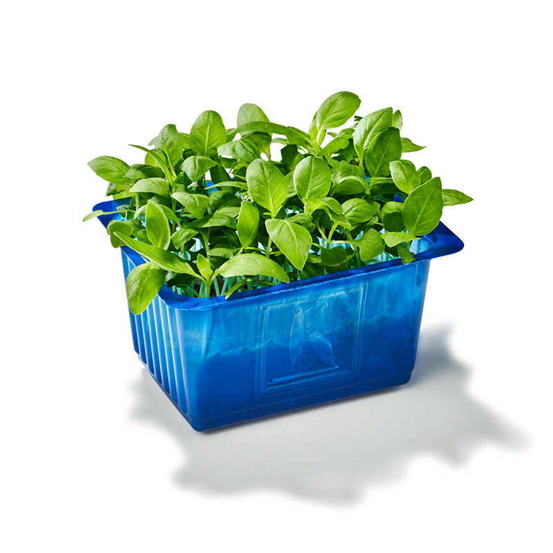 cresson de limone "Koppert Cress"