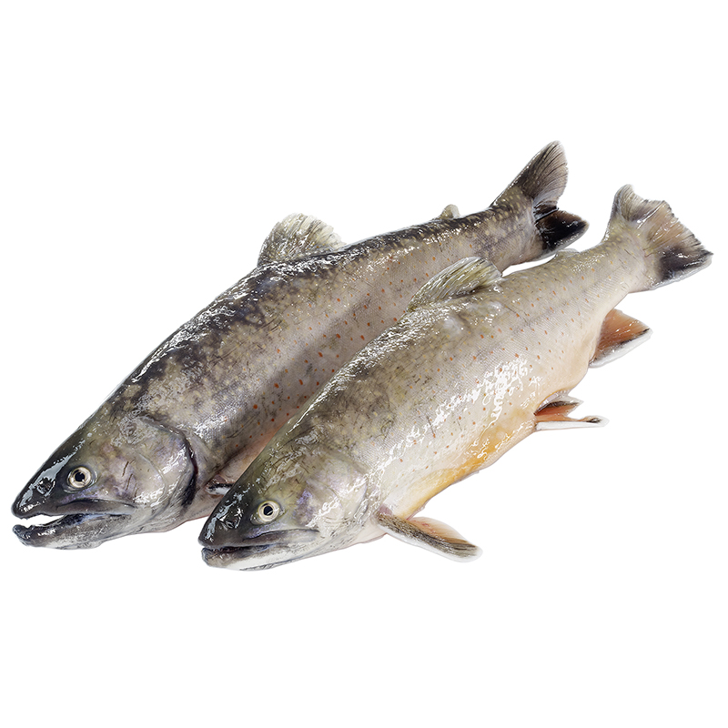 Elsässer saibling
