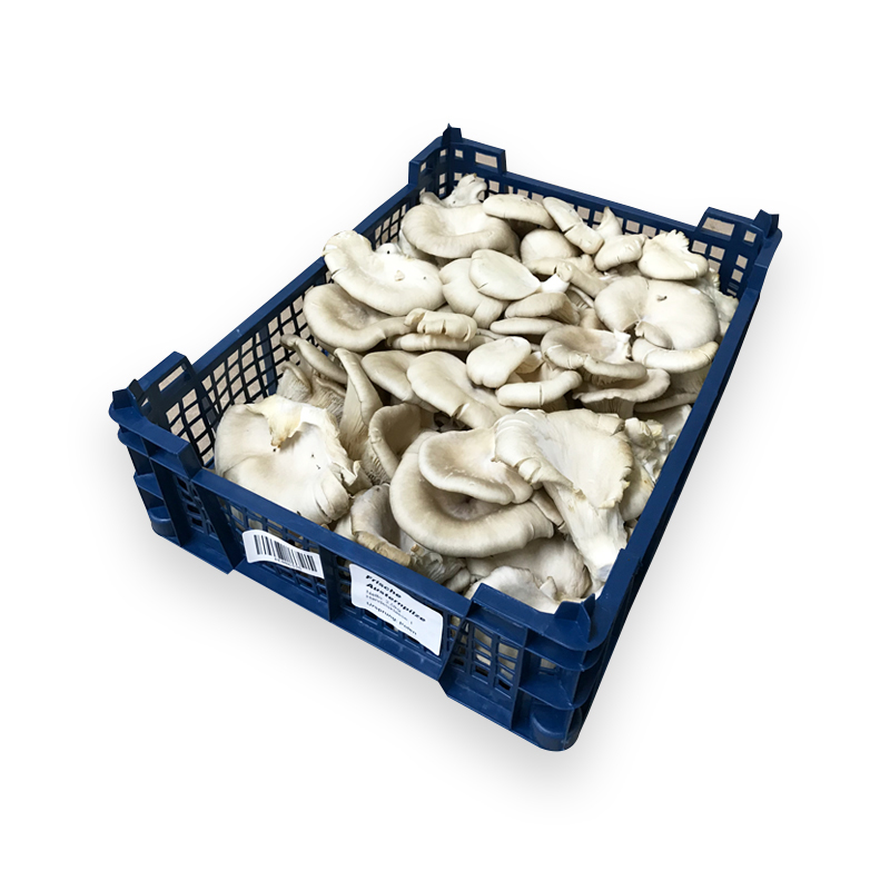 Austernseitlinge 2kgKi PL