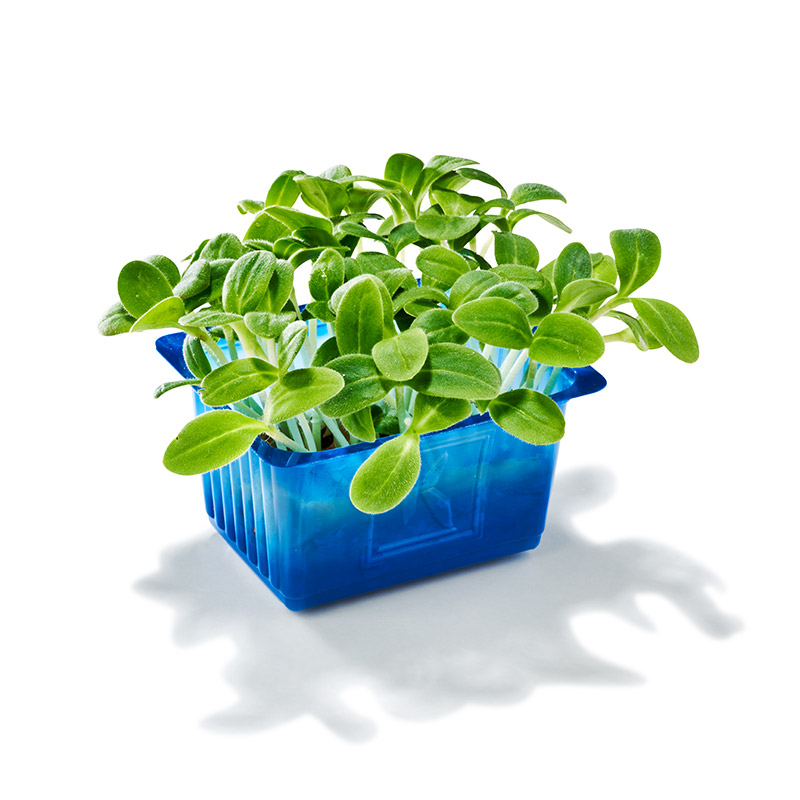 Borage Cress "Koppert Cress "