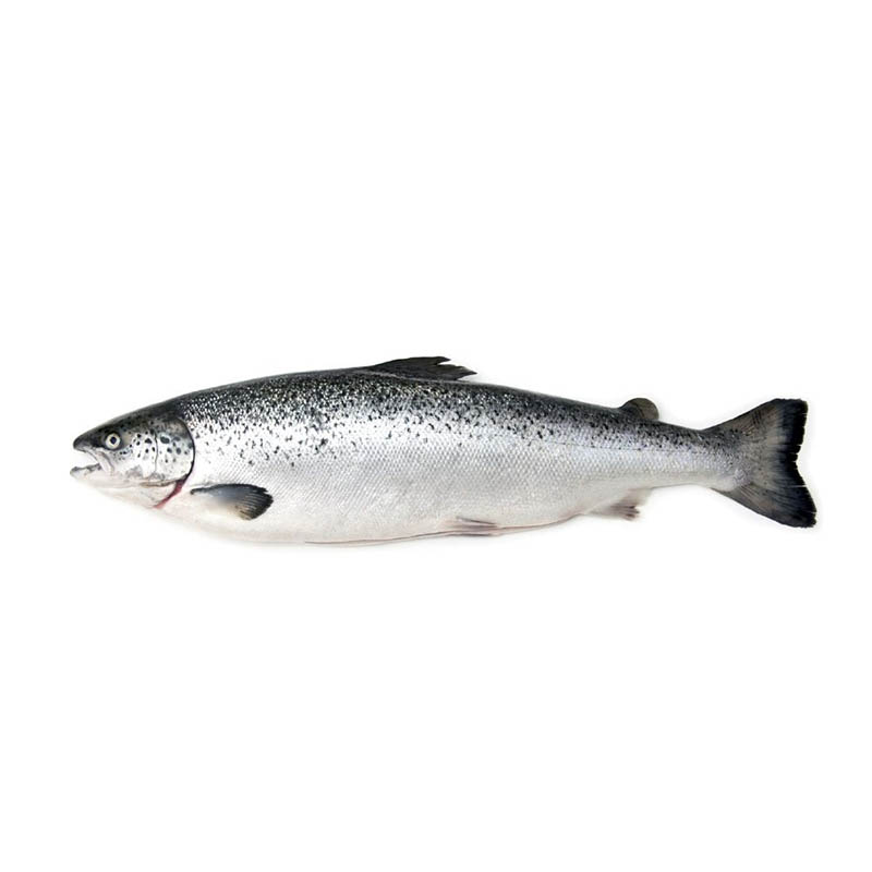 Lachs Färöer