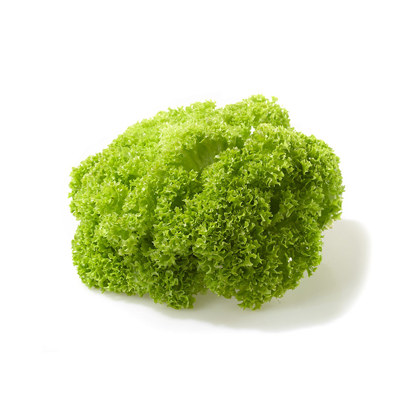 Salade lollo verte (S)