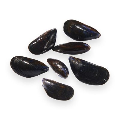 Moules Bouchot STG